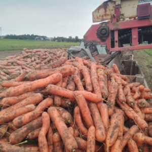 Świeża marchew warzywa Częstochowa