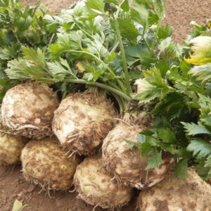 paczkazdrowia-com-pl-produkt-seler