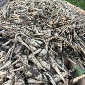 pietruszka-korzen-3kg