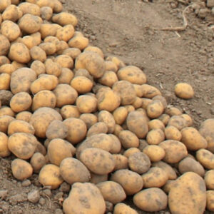 paczkazdrowia-com-pl-produkt-ziemniak