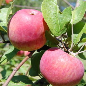 jablko-kortland-10kg